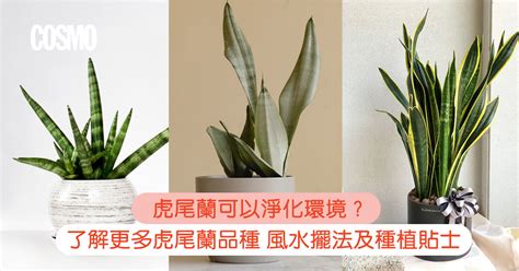 虎尾蘭廁所風水|廁所可以放虎尾蘭嗎？小心！可能會招來「黴運」！